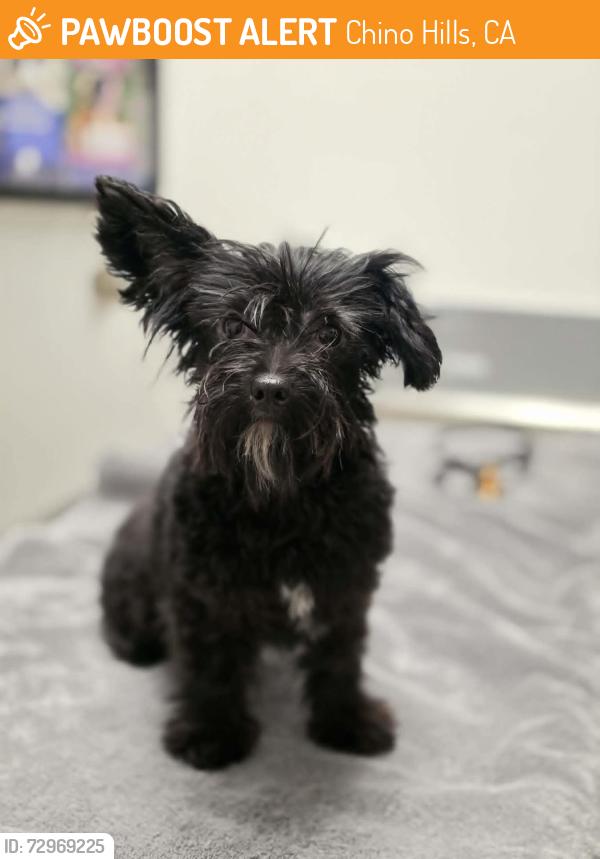 Found/Stray Unknown Dog last seen Peyton & Woodview CHINO HILLS CA, Chino Hills, CA 91709