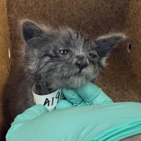 Shelter Stray Female Cat last seen Near BLOCK IOWA AVE, RIVERSIDE, 6851 Van Buren Boulevard, Jurupa Valley, CA 92509, USA