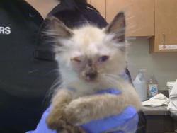Shelter Stray Female Cat last seen WHEATFIELD WY/COUNTRY PARK DR, 95828, 3839 Bradshaw Rd, Sacramento, CA 95827, USA