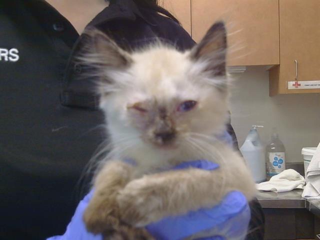 Shelter Stray Female Cat last seen WHEATFIELD WY/COUNTRY PARK DR, 95828, 3839 Bradshaw Rd, Sacramento, CA 95827, USA