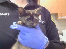 Shelter Stray Female Cat last seen WHEATFIELD WY/COUNTRY PARK DR, 95828, 3839 Bradshaw Rd, Sacramento, CA 95827, USA