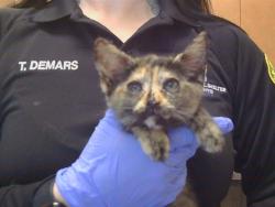 Shelter Stray Female Cat last seen WHEATFIELD WY/COUNTRY PARK DR, 95828, 3839 Bradshaw Rd, Sacramento, CA 95827, USA