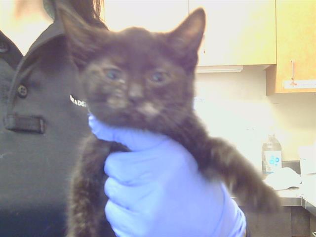Shelter Stray Female Cat last seen WHEATFIELD WY/COUNTRY PARK DR, 95828, 3839 Bradshaw Rd, Sacramento, CA 95827, USA