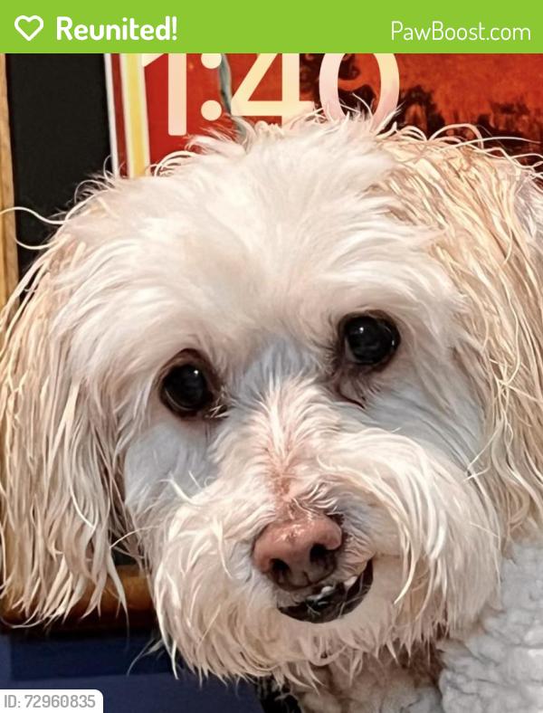 Reunited Female Dog last seen Dixie hey, Jensen Beach, FL 34957