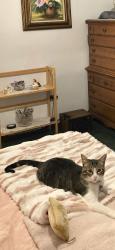 Lost Female Cat last seen Nw 61 and Nw 62 and McArthur , Warr Acres, OK 73122