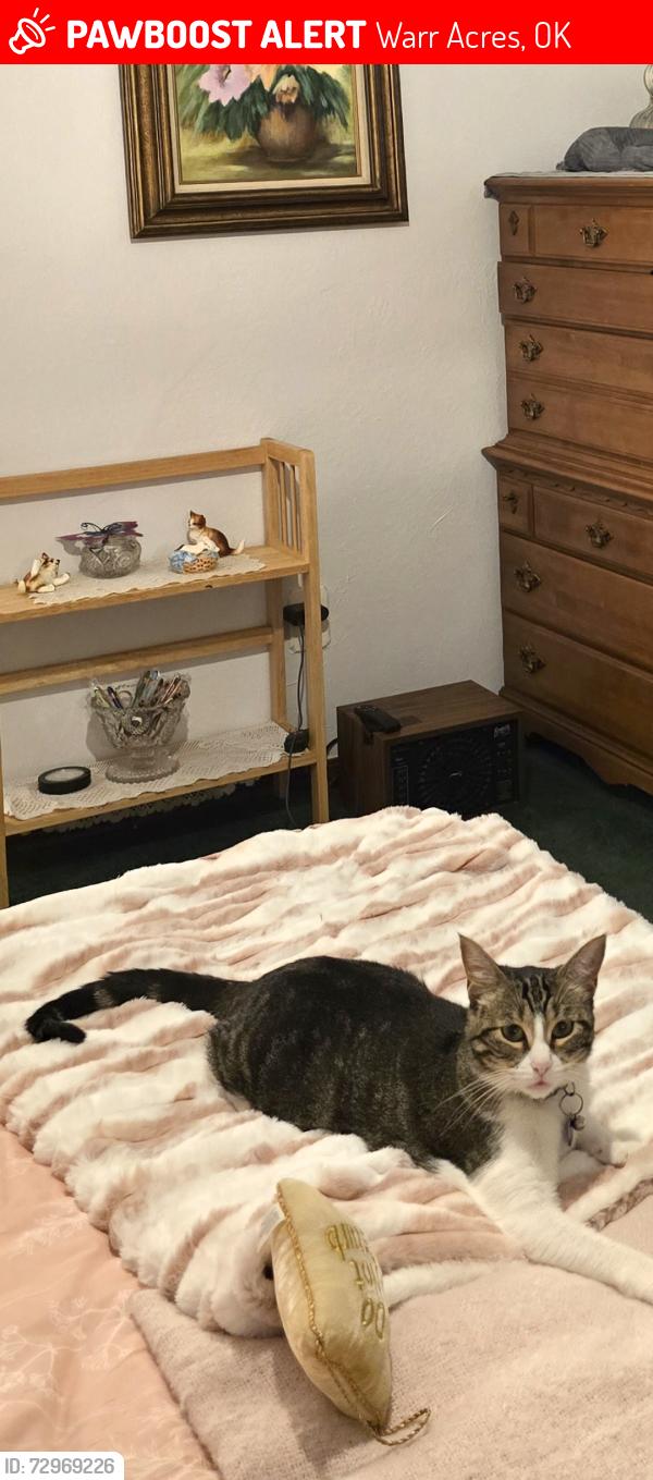 Lost Female Cat last seen Nw 61 and Nw 62 and McArthur , Warr Acres, OK 73122