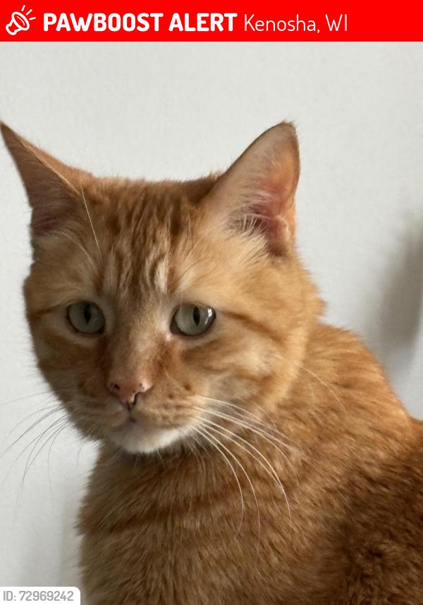 Lost Male Cat last seen In the Meadowwood apmts on 30th, Kenosha, WI 53144
