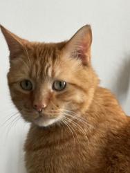 Lost Male Cat last seen In the Meadowwood apmts on 30th, Kenosha, WI 53144
