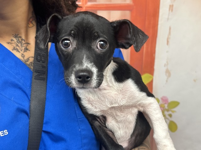 Shelter Stray Female Dog last seen HIGHLAND AND WATERMAN, San Bernardino, CA 92401