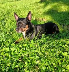 Reunited Male Dog last seen Ambrose Ln, Port Charlotte, FL 33952, USA, Port Charlotte, FL 33952