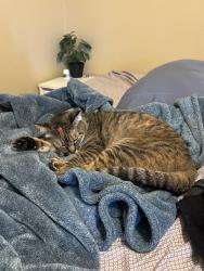 Reunited Female Cat last seen Black Mountain Road and Gold Coast Dr. Next to Hourglass Park, San Diego, CA 92126