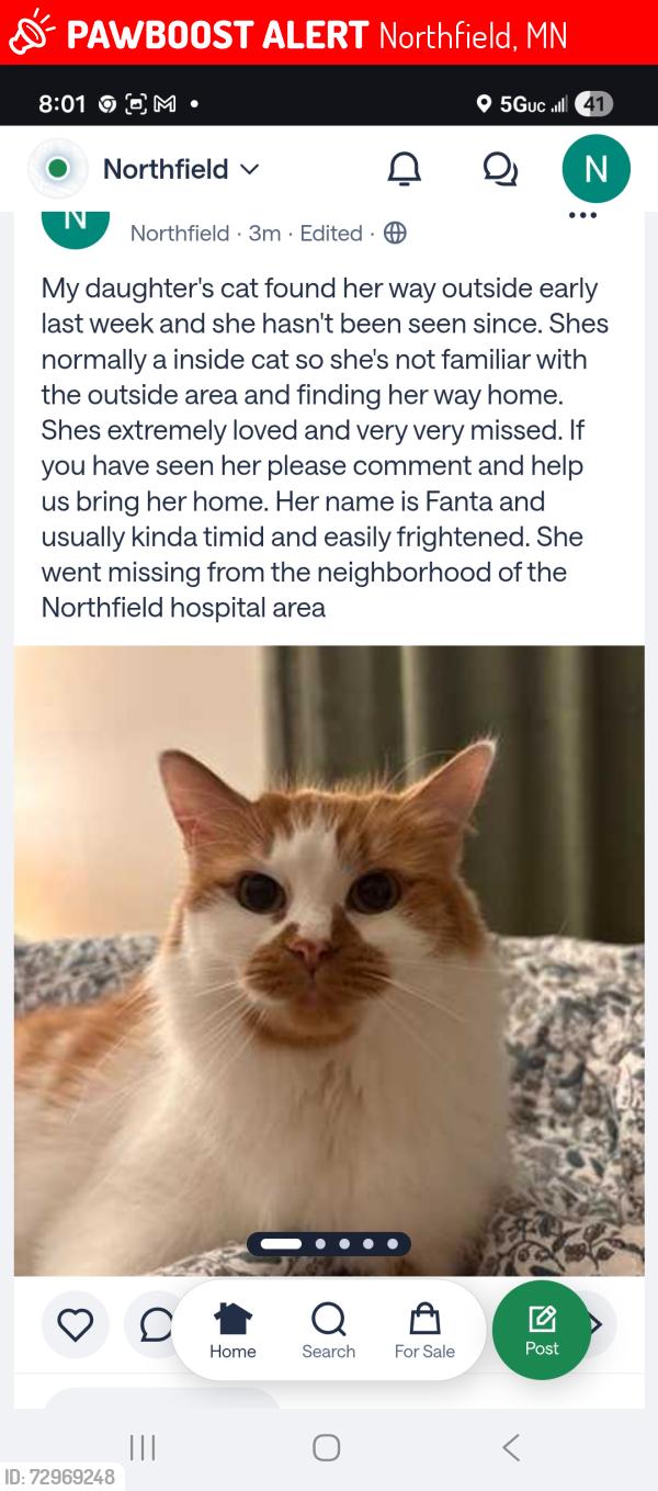 Lost Female Cat last seen Northfield hosp area, Northfield, MN 55057