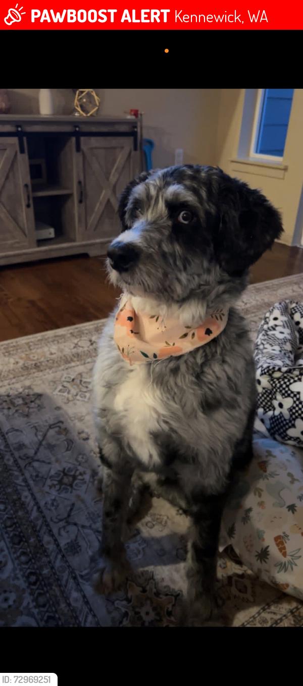 Lost Female Dog last seen Stardust rd, badger view dr., South Gate way , Kennewick, WA 99338