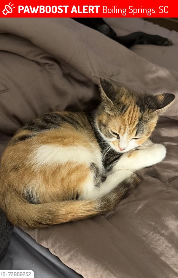Lost Female Cat last seen Tool rd, Boiling Springs, SC 29316