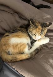 Lost Female Cat last seen Tool rd, Boiling Springs, SC 29316