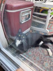 Reunited Female Cat last seen 25th St near Noe, San Francisco, CA 94114