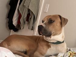 Lost Male Dog last seen Center point Walmart parkway , Center Point, AL 35215