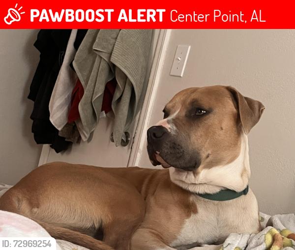 Lost Male Dog last seen Center point Walmart parkway , Center Point, AL 35215