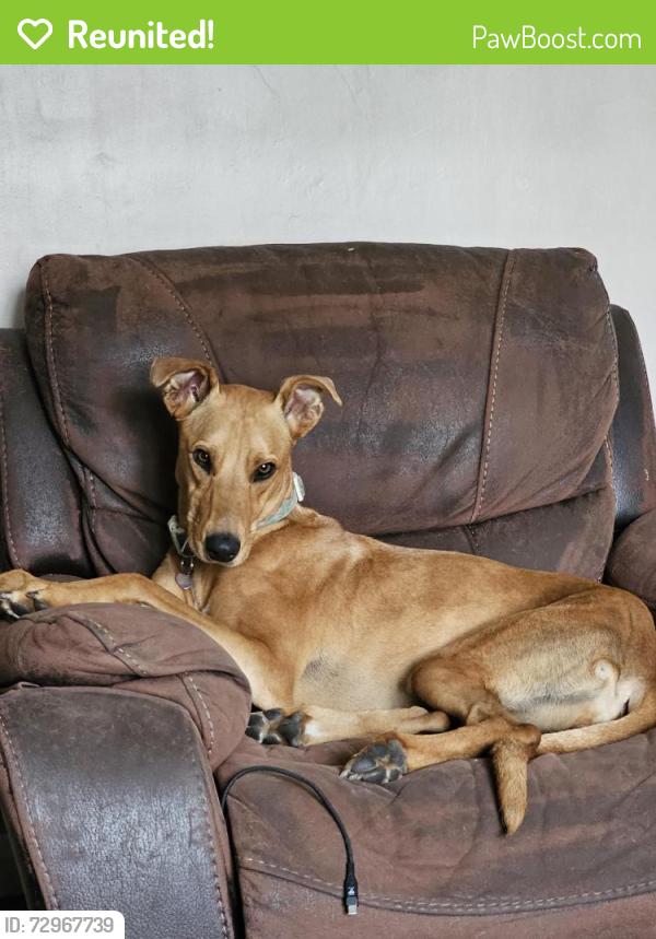 Reunited Female Dog last seen Near canklow road, rotherham, South Yorkshire, England S60