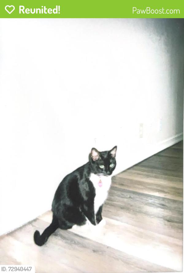 Reunited Female Cat last seen Fairfield high school , Fairfield, CA 94533