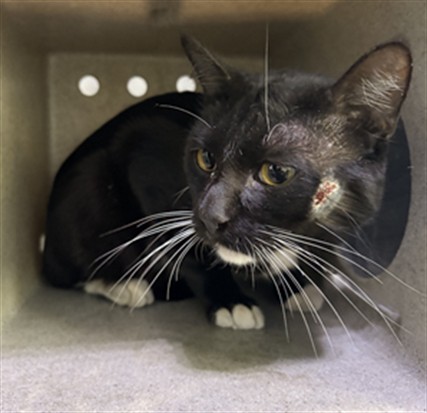 Shelter Stray Unknown Cat last seen , Irwindale, CA 91706
