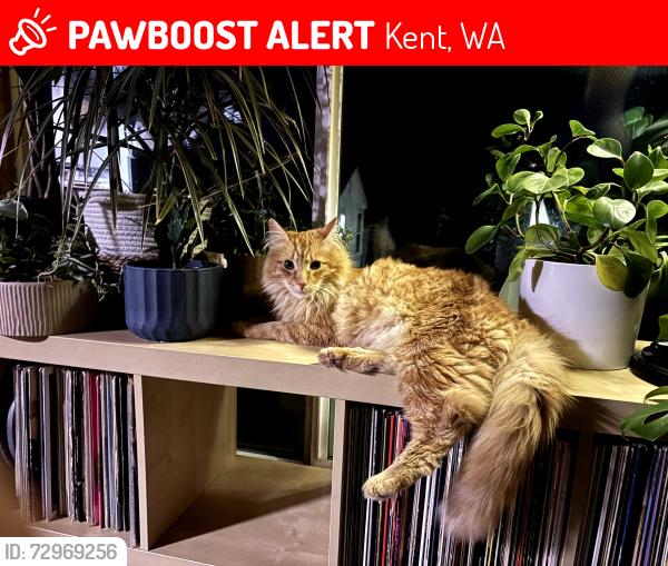 Lost Male Cat last seen Near 135th Ln SE, Kent, WA 98042, Kent, WA 98042