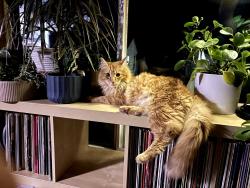 Lost Male Cat last seen Near 135th Ln SE, Kent, WA 98042, Kent, WA 98042