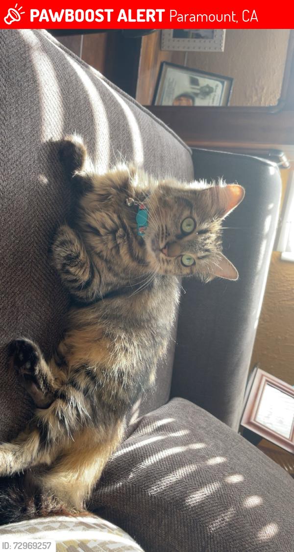Lost Female Cat last seen Planet fitness parking lot , Paramount, CA 90723