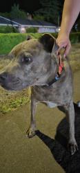 Found/Stray Unknown Dog last seen Aloha high school, Beaverton, OR 97007