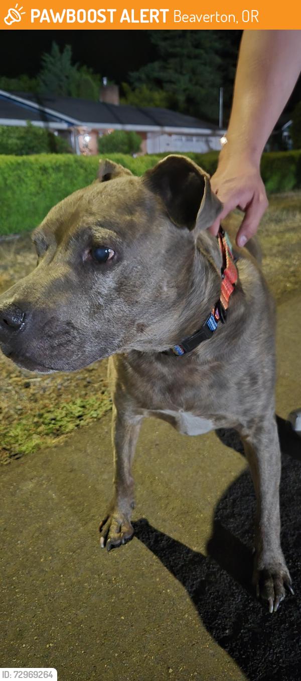 Found/Stray Unknown Dog last seen Aloha high school, Beaverton, OR 97007