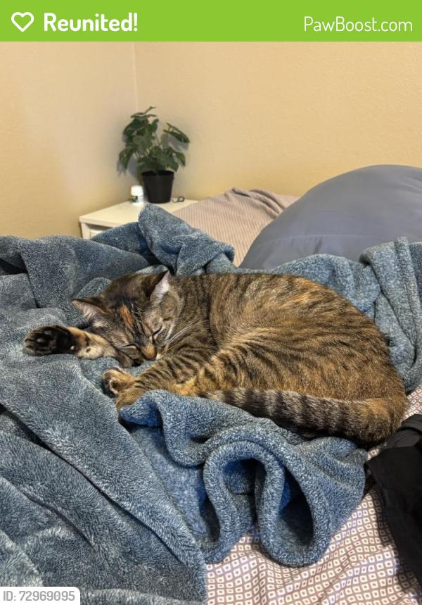 Reunited Female Cat last seen Black Mountain Road and Gold Coast Dr. Next to Hourglass Park, San Diego, CA 92126