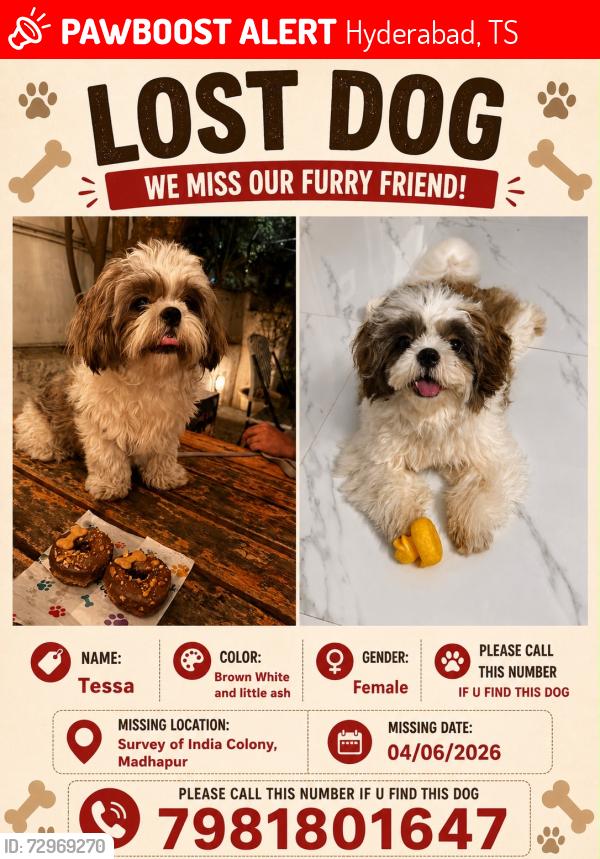 Lost Female Dog last seen Rvb residecy , Hyderabad, TS 500081