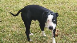 Lost Male Dog last seen Not far from train line and iga , Glass House Mountains, QLD 4518
