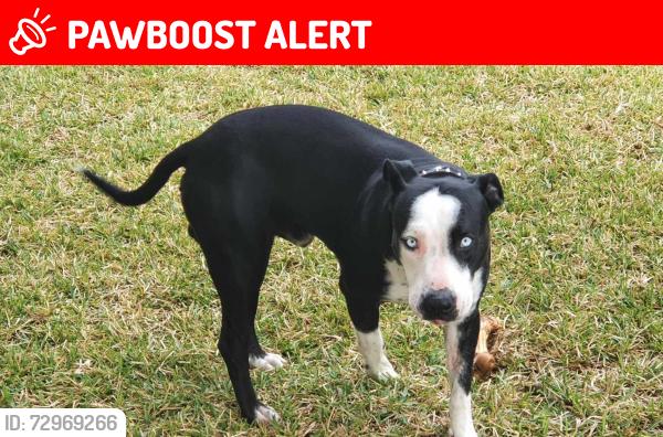 Lost Male Dog last seen Not far from train line and iga , Glass House Mountains, QLD 4518