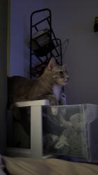 Lost Female Cat last seen Summit Ave, Knoxville, TN 37917