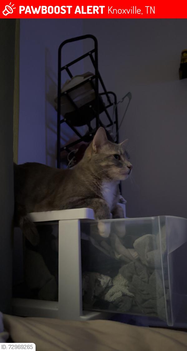 Lost Female Cat last seen Summit Ave, Knoxville, TN 37917