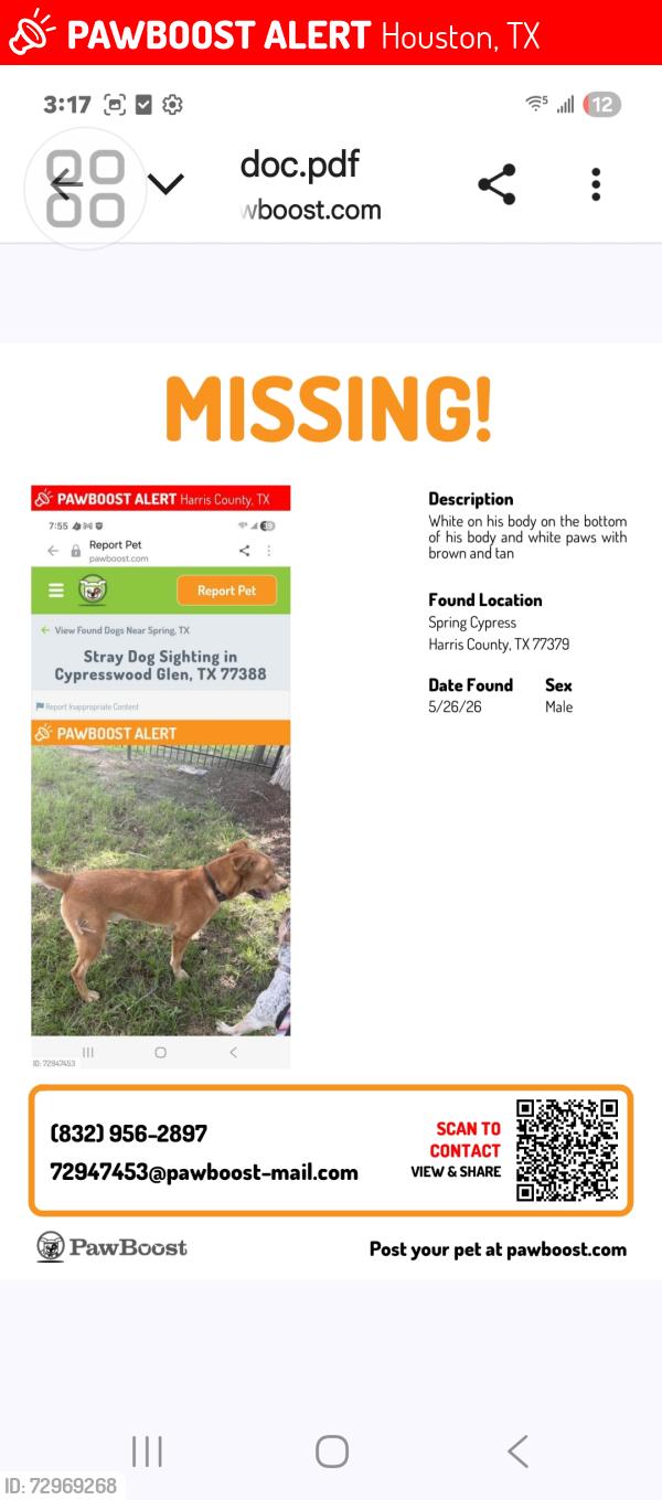 Lost Male Dog last seen Near , Houston, TX 77009