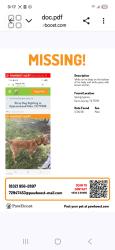 Lost Male Dog last seen Near , Houston, TX 77009