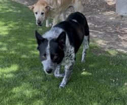 Found/Stray Male Dog last seen Carmel valley road , Monterey County, CA 93922