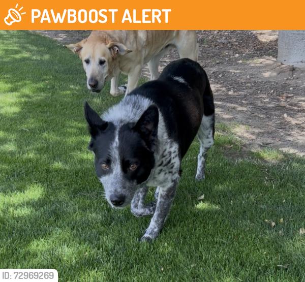 Found/Stray Male Dog last seen Carmel valley road , Monterey County, CA 93922