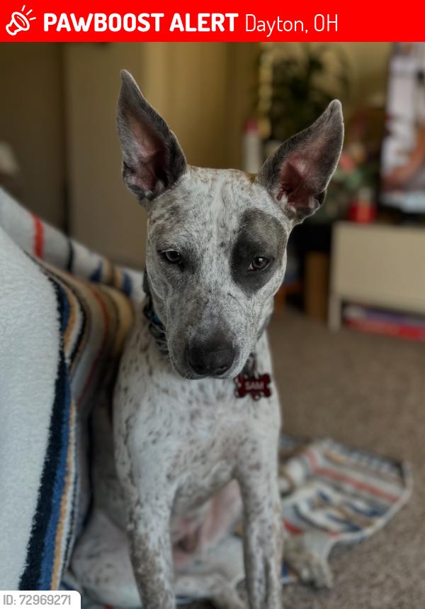 Lost Male Dog last seen Edwin C Moses Headed towards UD arena report said, Dayton, OH 45402