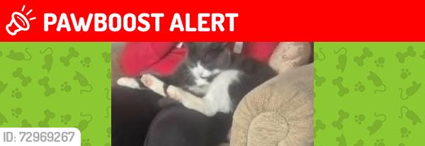 Lost Male Cat last seen Four Lanes Redruth Cornwall, Four Lanes, England TR16