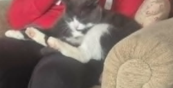 Lost Male Cat last seen Four Lanes Redruth Cornwall, Four Lanes, England TR16
