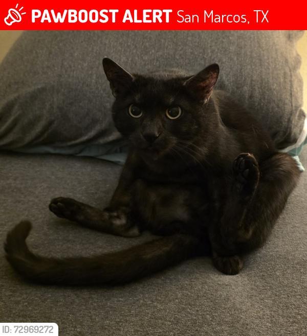 Lost Male Cat last seen Windmill Drive and Chestnut Street, San Marcos, TX 78666