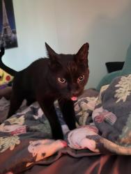 Reunited Male Cat last seen Lebanon road & sunset drive, Mt. Juliet, TN 37122