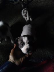 Lost Female Dog last seen East plaza blvd and harbison National city, CA, National City, CA 91950