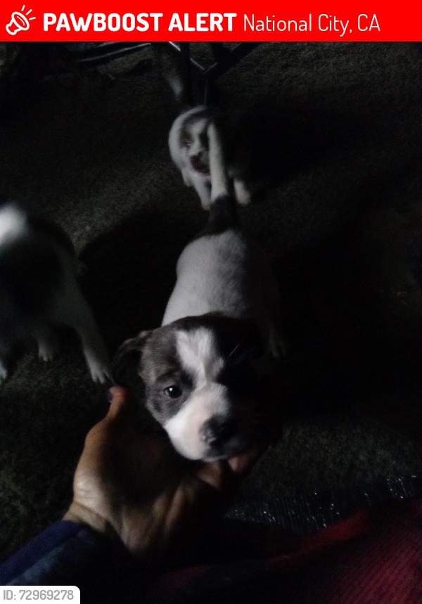 Lost Female Dog last seen East plaza blvd and harbison National city, CA, National City, CA 91950