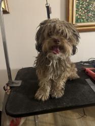 Found/Stray Male Dog last seen Lake mead and pecos, Las Vegas, NV 89101