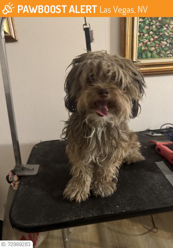 Found/Stray Male Dog last seen Lake mead and pecos, Las Vegas, NV 89101