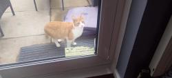 Found/Stray Male Cat last seen Horwood close splott CF24 2LY , Cardiff, Wales CF24 2LY